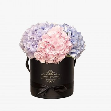 5 Гортензий в черной шляпной коробке 5 Гортензий в черной шляпной коробке