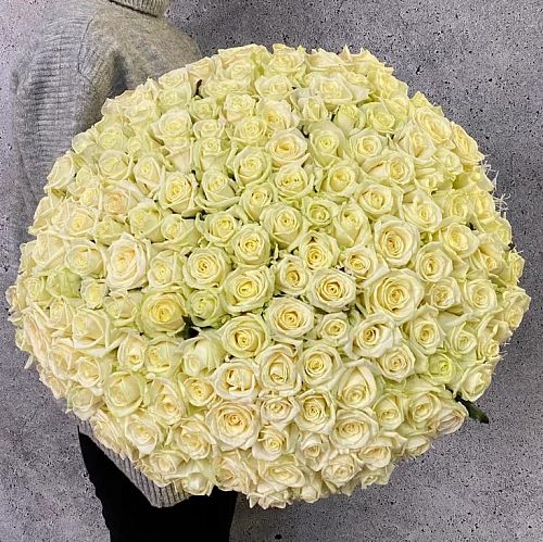 Букет 151 белая роза 60 см