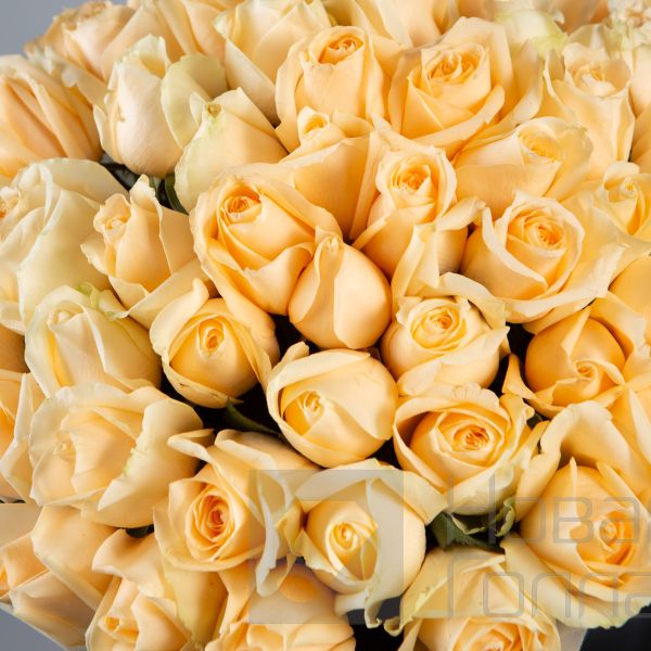 Букет 51 кремовая роз Кения 40 см в упаковке