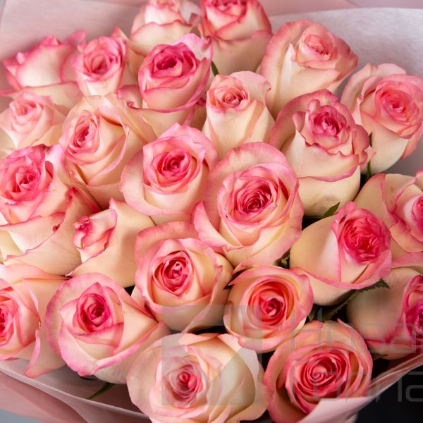 Букет 25 розовых роз с каймой Кения 40 см в упаковке