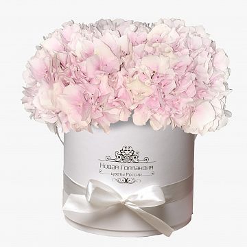 3 розовые Гортензии в белой шляпной коробке 3 розовые Гортензии в белой шляпной коробке