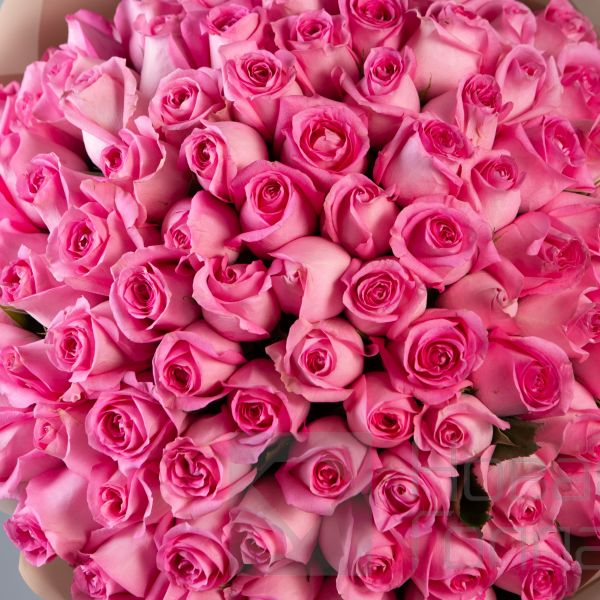 Букет 101 розовая роза Кения 40 см  в упаковке 