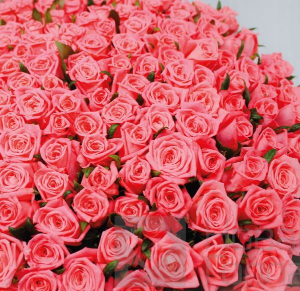 Букет 301 коралловая роза 60 см