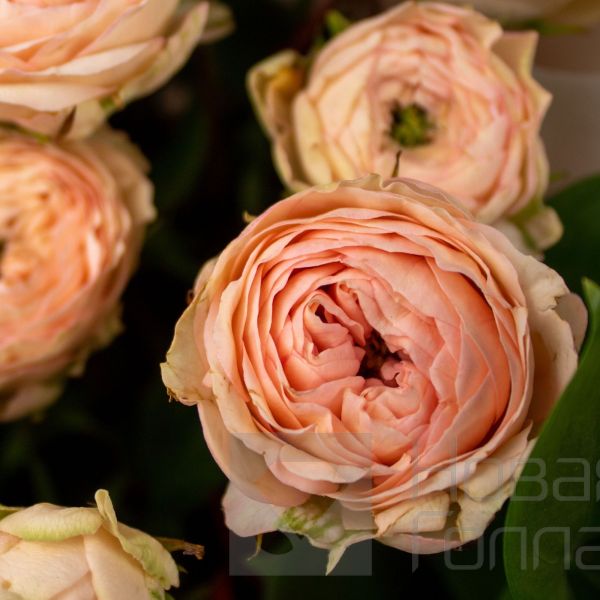 Букет 21 светлая кустовая пионовидная роза 40 см